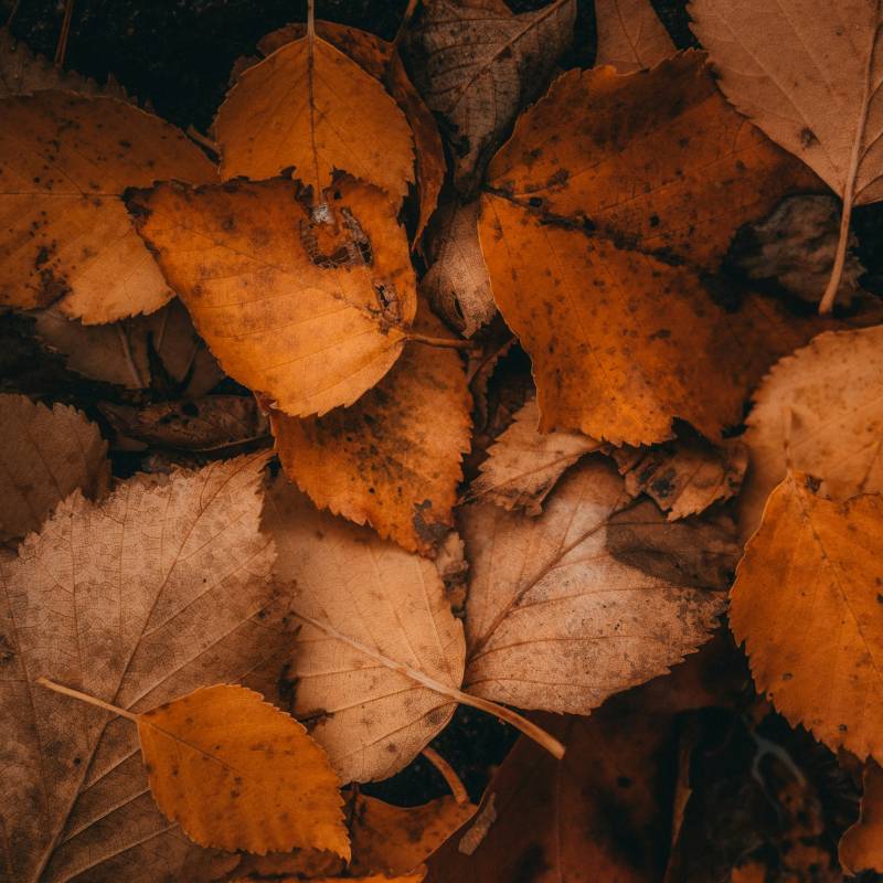 photo feuilles mortes à propos résumé livre policier spoil