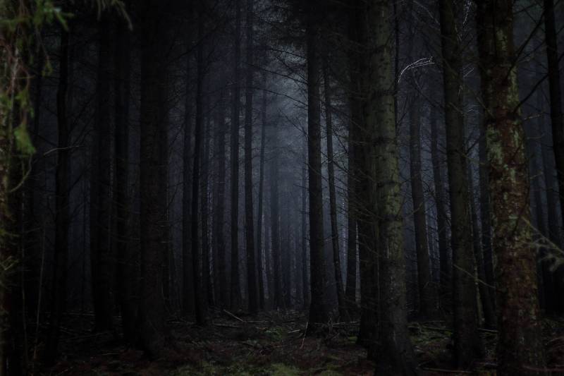 forêt obscure six versions résumé livre policier spoil