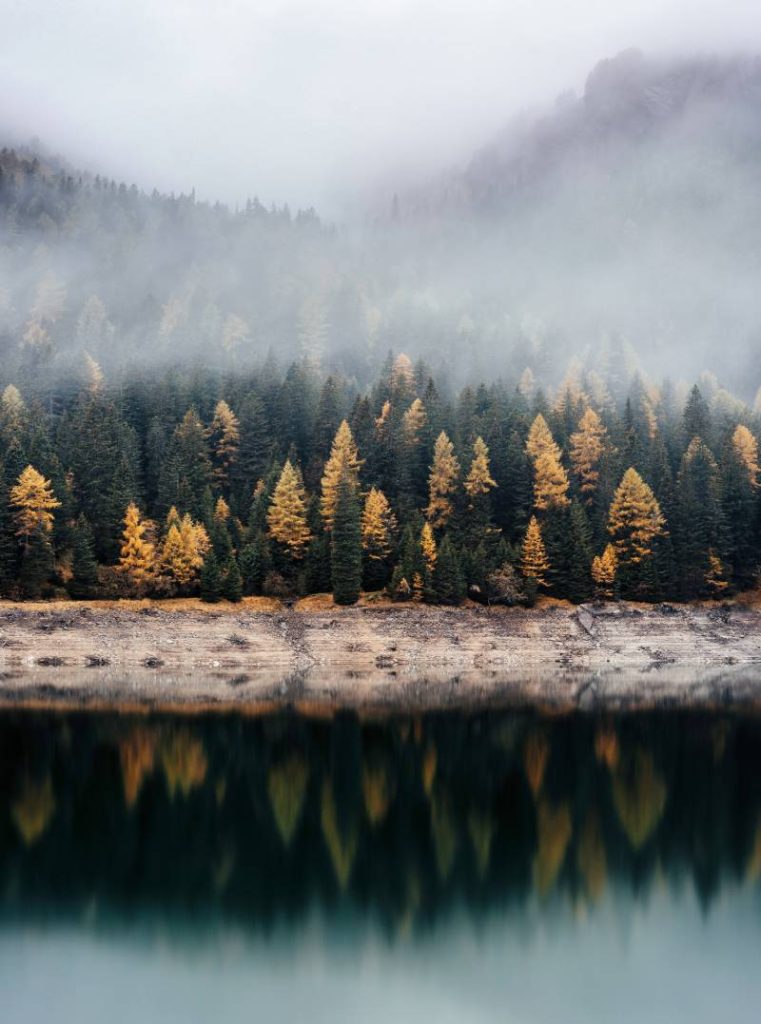 Photo d'une forêt de pin dans la brume par Samuel Ferrara