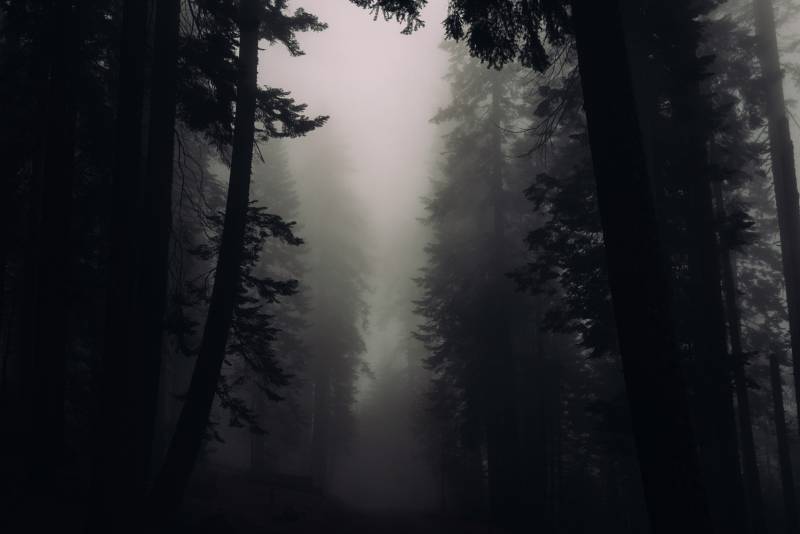 forêt dans la brume six versions résumé livre policier spoil